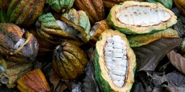 Ivory Coast, Ghana To 'Re-Examine' Cocoa Sustainability Schemes