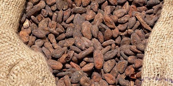 Cocoa Buyers Back Ivory Coast, Ghana's Cocoa Premium Schemes