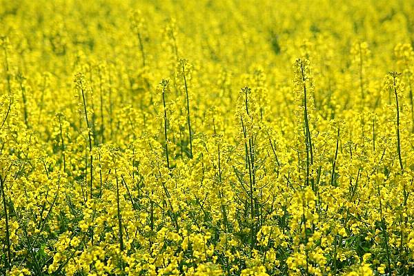 French Rapeseed Farmers Destroyed 18,000 Hectares Over GMO Risk: Bayer