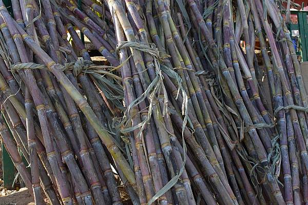 Brazil's Sugarcane Season Seen Smallest Since 2011