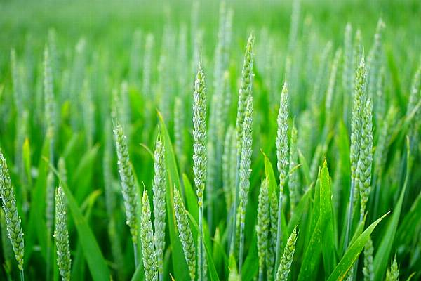 Bayer Wins US Nod For Monsanto Deal To Create Agricultural Giant