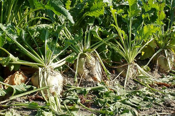 Tereos Raises Beet Prices By 40% Amid Soaring EU Sugar Markets