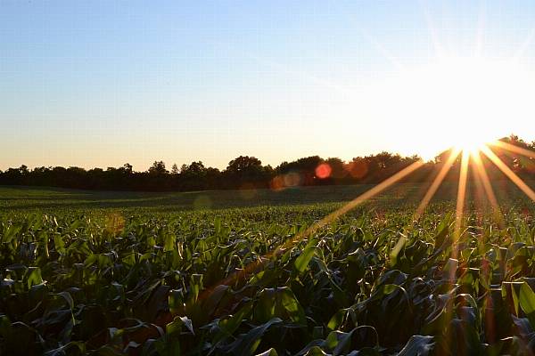 Heatwave May Cut Ukraine 2024 Corn Harvest By 6m Tonnes, Producers Say