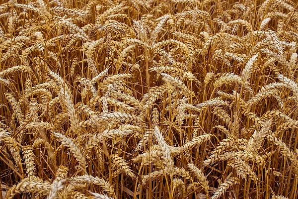 Poor Wheat Quality In France Could Hike Flour Prices, Millers Say