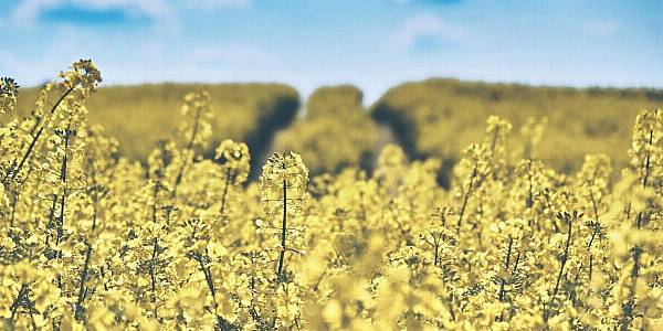 French Farmers Digging Up Rapeseed Fields After Damage: FranceAgriMer