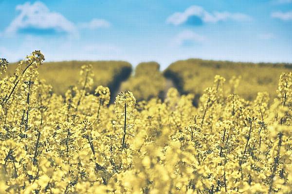 French Farmers Digging Up Rapeseed Fields After Damage: FranceAgriMer