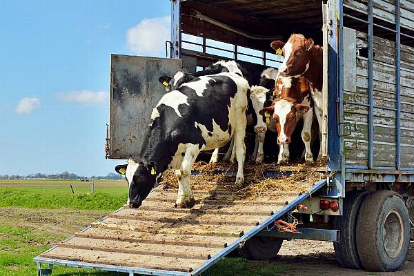 Argentina Ranchers Kill The Fatted Cow Amid Cash Crunch, Turn To China