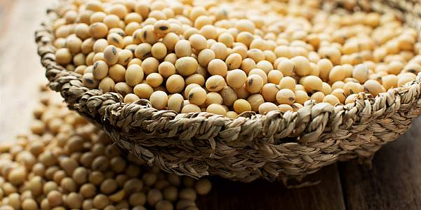 Paraguay On Track For Record Soy Crop, But Low River Levels Slow Exports