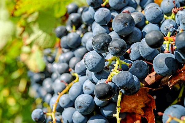 Heatwaves Force Early Spanish Wine Harvests, Nighttime Picking