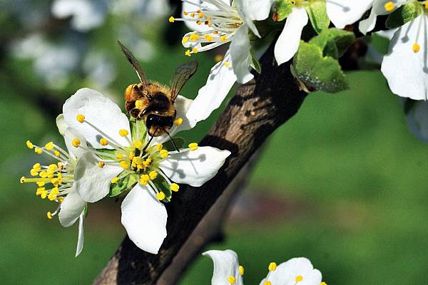 Building The Buzz – How Retailers Are Seeking To Protect Europe's Bee Population