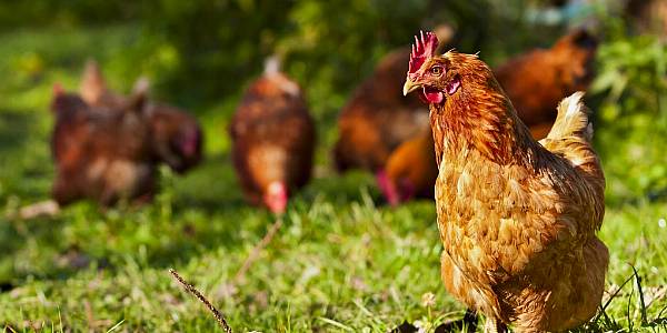 French Poultry Firm LDC Sees Sales Up 8.4% In First Half