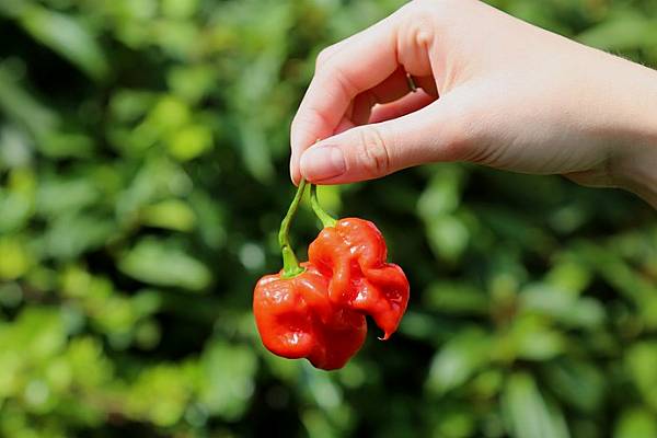 Tesco To Launch Super-Hot 'Armageddon' Chilli Pepper