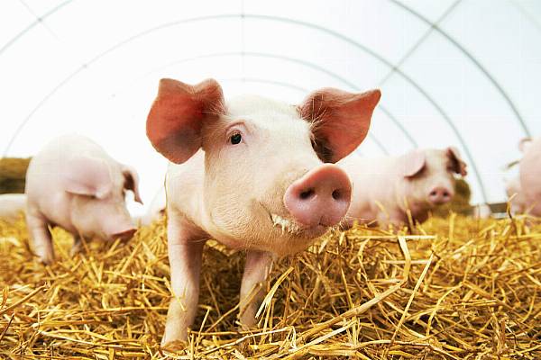 Swine Fever Pushes Chinese Pig Farmers To Record Quarterly Profits