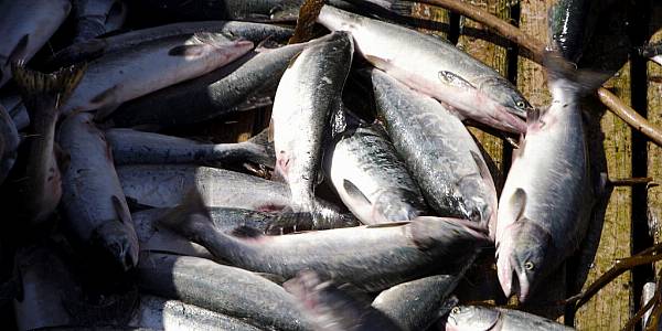 Fishing Industry Must Adapt To The Impact Of Climate Change: MSC