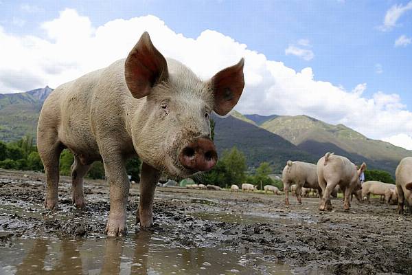 Two Pandemics And Brexit Leave UK Pig Sector In Peril