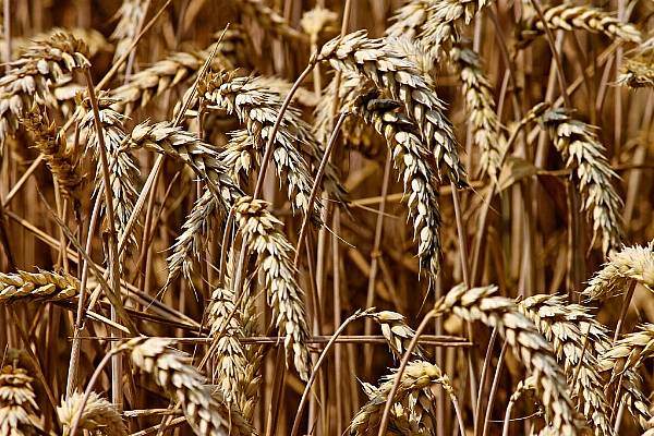 Russia Proposes Grain Export Quota In Response To Coronavirus