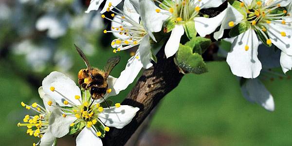 EU's Bid To Save Bees Stings Sugar Beet Farmers