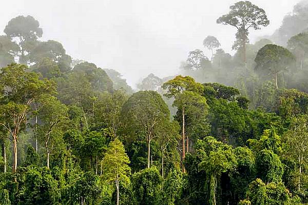 Nestlé Invests CHF2.5m In Forest Preservation In Ivory Coast