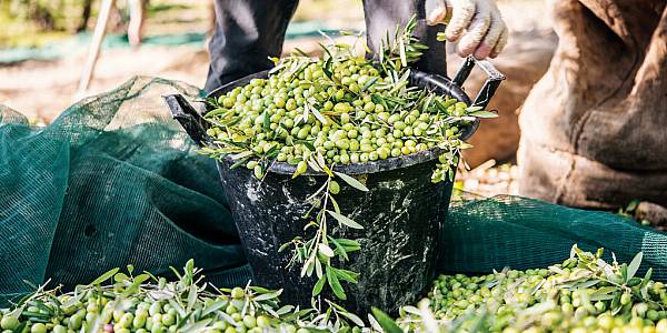 Olive Oil Production Sees Significant Fall, Prices Rice