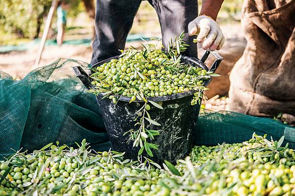 Buyer's Brief – Olive Oil Markets Set To Rise?