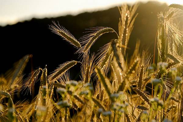 World Food Price Index Rises In March For Tenth Month Running: FAO