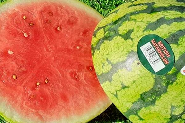 Heatwave Helps Bring On Bumper Watermelon Crop In The UK