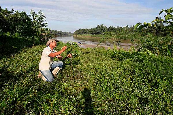 Nestlé To Plant Three Million Trees In Malaysia By 2023