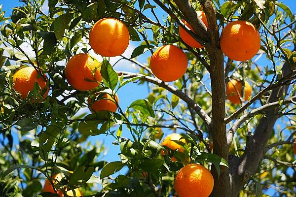 EU Orange Production At Highest Level Since 2010