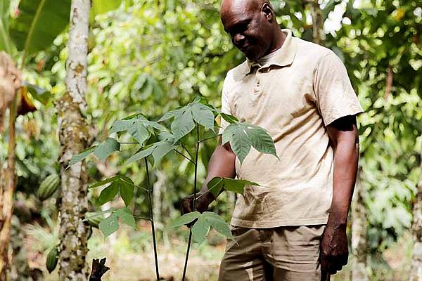 Nestlé Highlights Progress In Cocoa Supply Chain