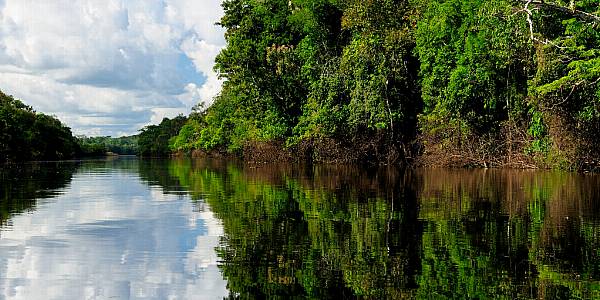 Public And Private Sectors Launch Coalition To Protect Tropical Forests