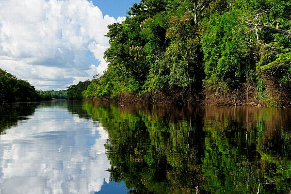 Public And Private Sectors Launch Coalition To Protect Tropical Forests