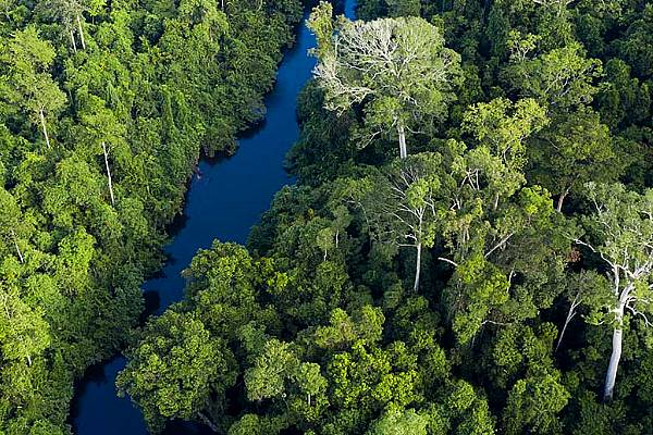 Nestlé To Support Tropical Forest Conservation In Southeast Asia