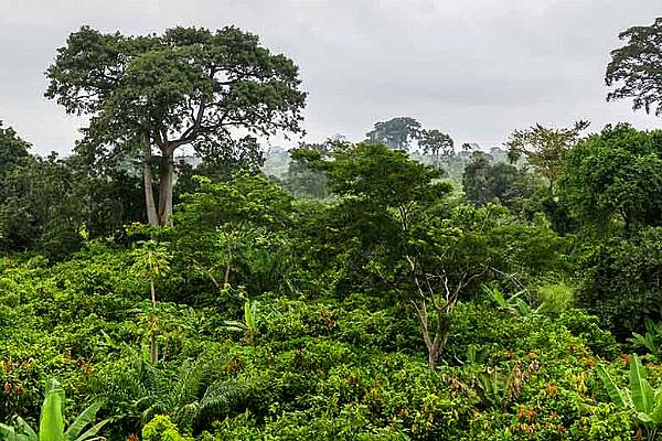 Nestlé Reports Progress In Combatting Deforestation In Ghana, Ivory Coast