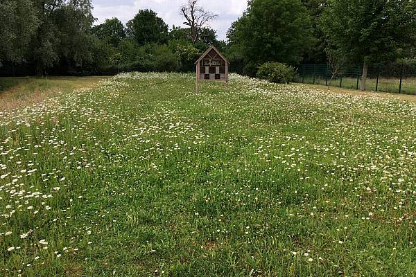 Lidl Steps Up Measures To Protect Bees