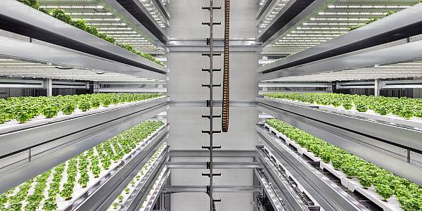 Vertical Farming Set For Significant Growth, Says Report