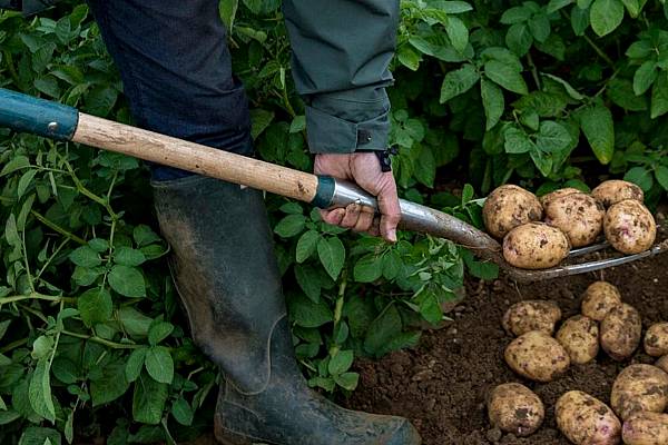 Tesco To Sell Unwashed Potatoes To Reduce Food Waste