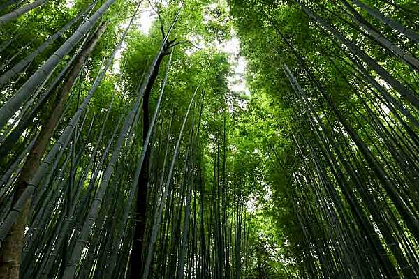 Nestlé To Plant 3.5 Million Native Bamboo Clumps And Trees In The Philippines