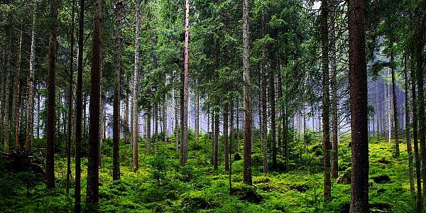 Investors Join Forces To Push For Policy Action On Nature Loss