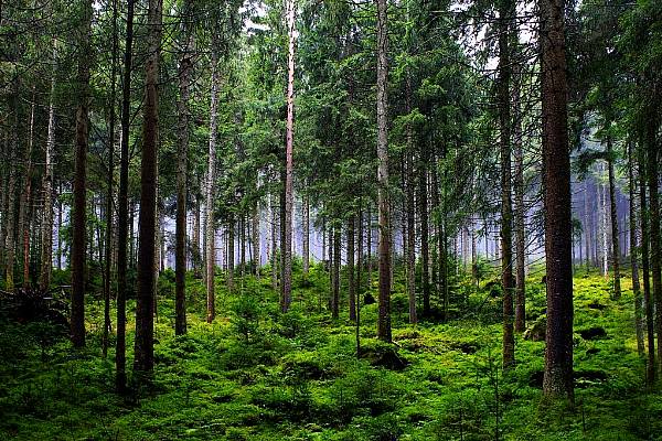 Ivory Coast Deforestation Rate Rises As EU Green Imports Law Looms