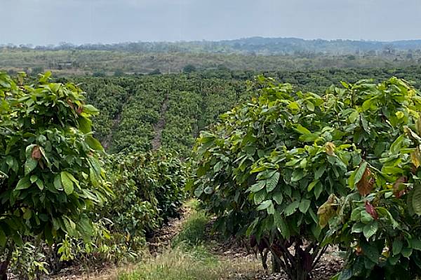 Barry Callebaut Drives Cocoa-Farming Research And Innovation In Ecuador