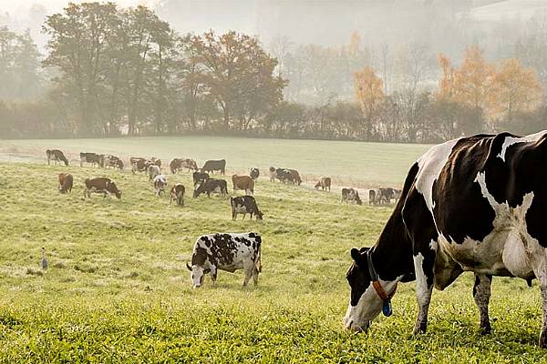 Nestlé Expands Initiatives Aiming At Reducing Emissions In Dairy