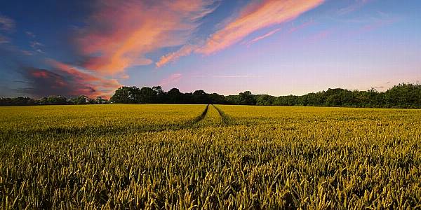 Global Farms To Double In Size And Halve In Number By 2100, Study Finds