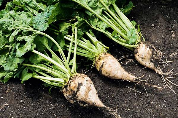 Tereos Expects Good Sugar Beet Yield In France Despite Drought