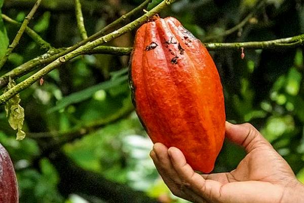 Ferrero Publishes Cocoa Charter And Cocoa Action Plan