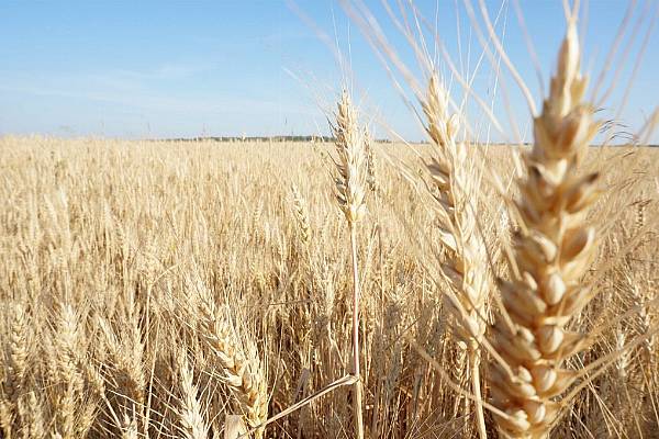 Rain-Hit Crops Create Triple Whammy For French Grain Farmers