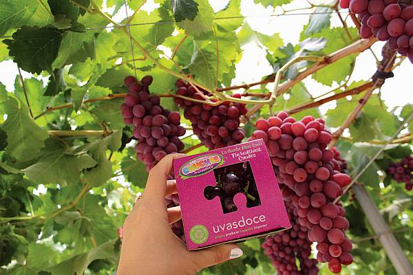 Uvasdoce Expands Business With New Plantation