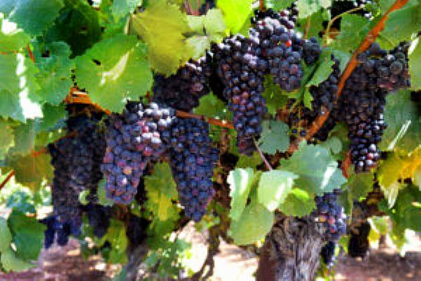 Bordeaux Edges Higher On Liv-ex Over Past Month While Rhone Lags