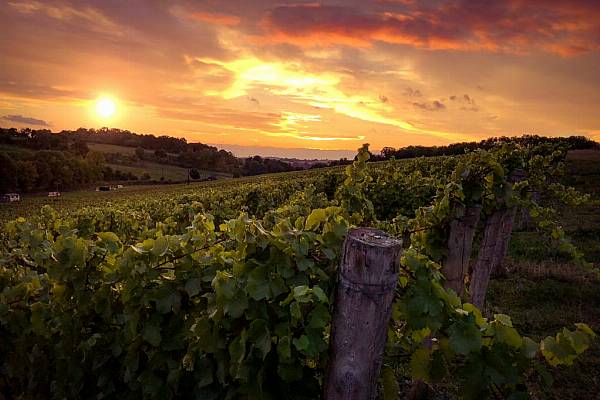 Global Wine Output To Sink To Lowest In 60 Years