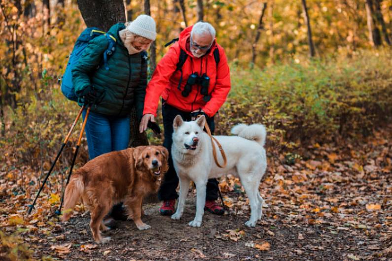 Advice issued to pet owners ahead of Halloween