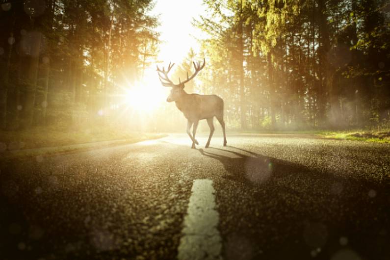 Signs warn of dangers of loose deer on N2